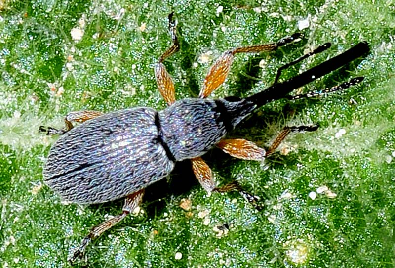 Apionidae dalla Grecia:   Rhopalapion longirostre